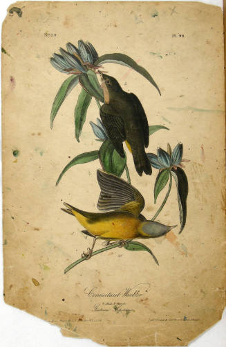 Connecticut Warbler