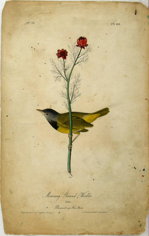 Mourning Ground-Warbler