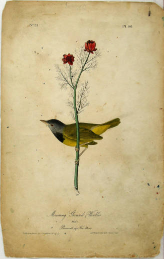 Mourning Ground-Warbler