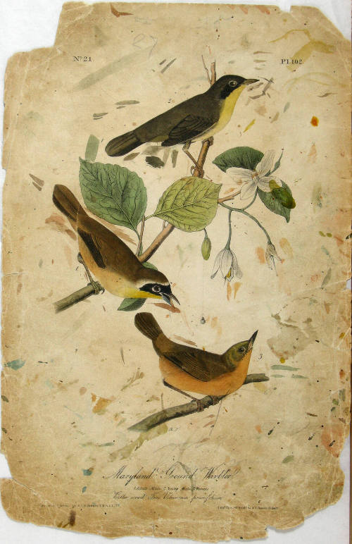 Maryland Ground-Warbler