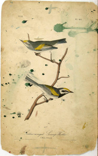 Golden-winged Swamp-Warbler