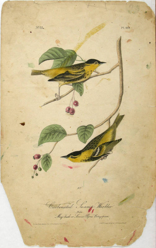 Carbonated Swamp-Warbler