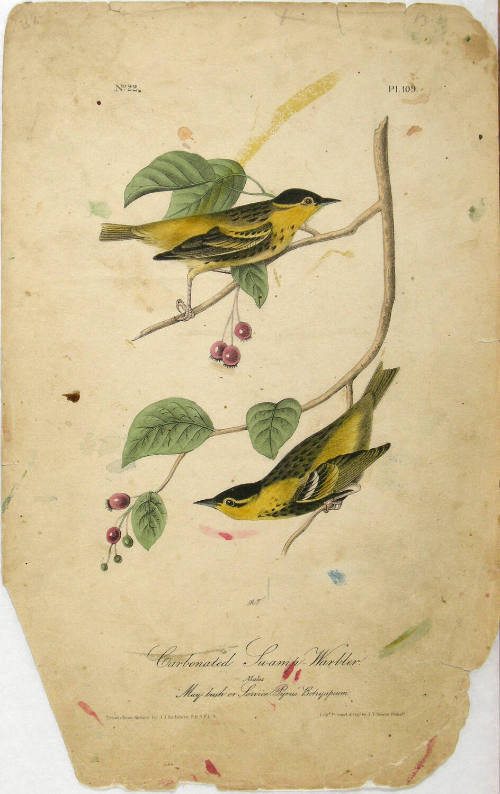 Carbonated Swamp-Warbler