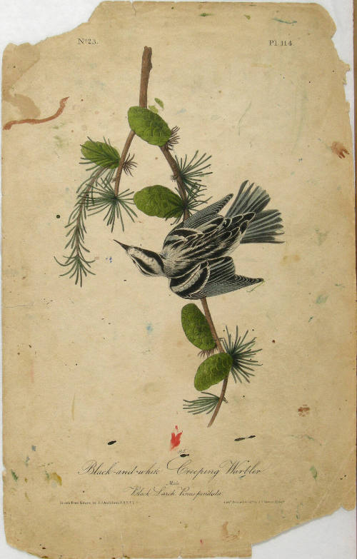Black-and-white Creeping Warbler