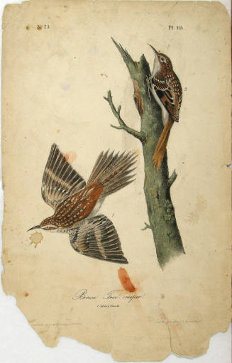 Brown Tree-creeper