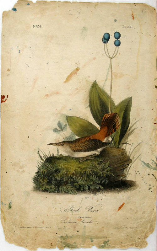 Rock-Wren