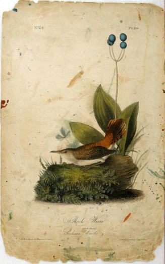 Rock-Wren