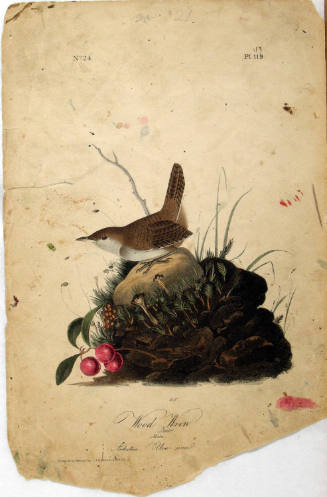 Wood Wren