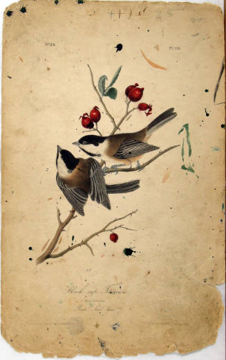 Black cap Titmouse