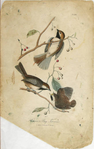 Hudson's Bay Titmouse