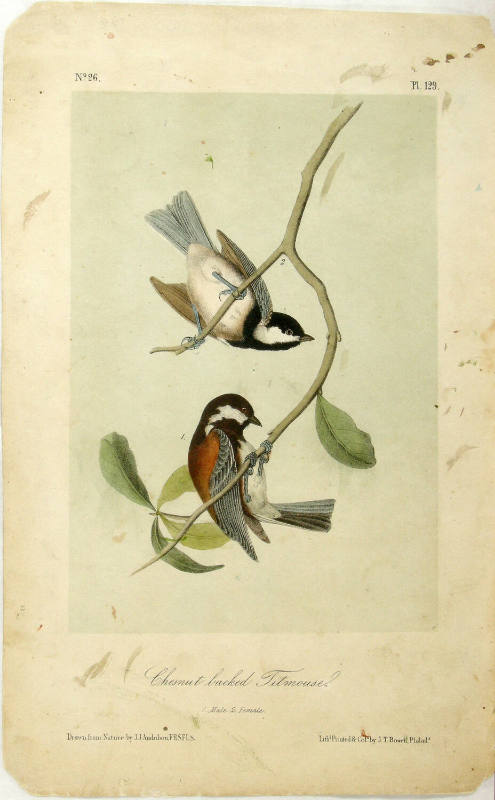 Chesnut backed Titmouse