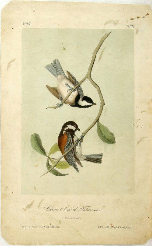 Chesnut backed Titmouse