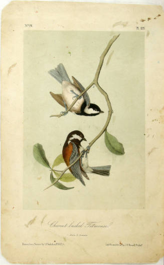 Chesnut backed Titmouse