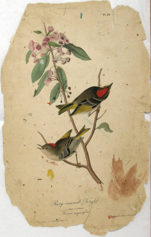Ruby-crowned Kinglet