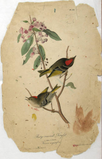 Ruby-crowned Kinglet