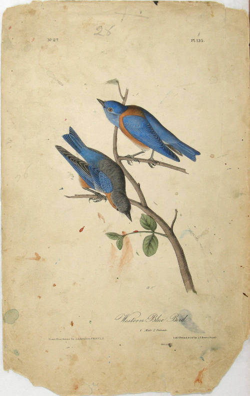 Western Blue Bird