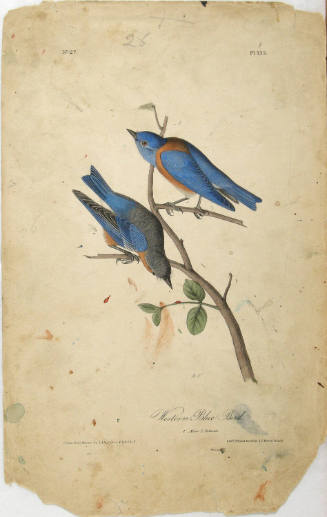 Western Blue Bird