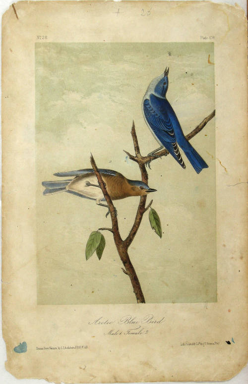 Arctic Blue Bird