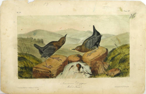 American Dipper