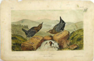 American Dipper