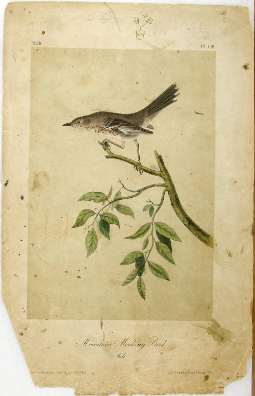 Mountain Mocking Bird