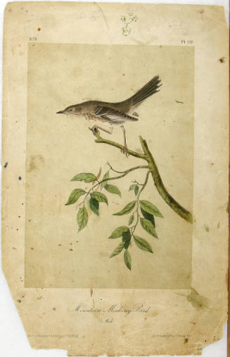 Mountain Mocking Bird