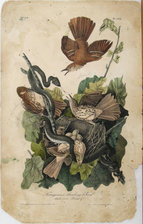 Ferruginous Mocking Bird