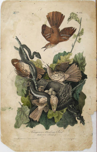 Ferruginous Mocking Bird