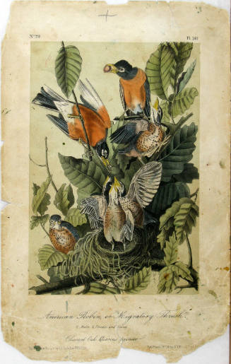 American Robin, or Migratory Thrush