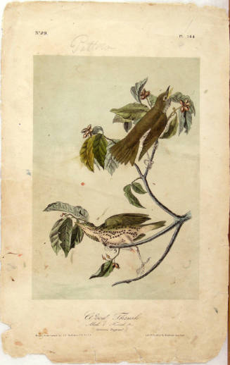 Wood Thrush