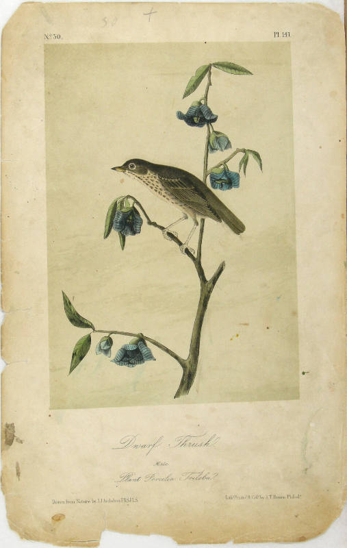 Dwarf Thrush