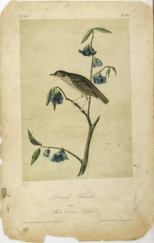 Dwarf Thrush