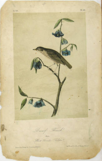Dwarf Thrush