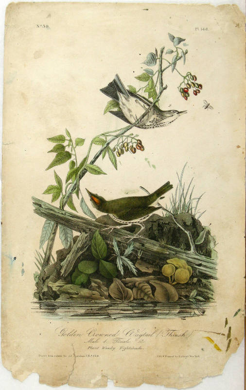 Golden Crowned Wagtail (Thrush)