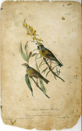 Black-throated Bunting
