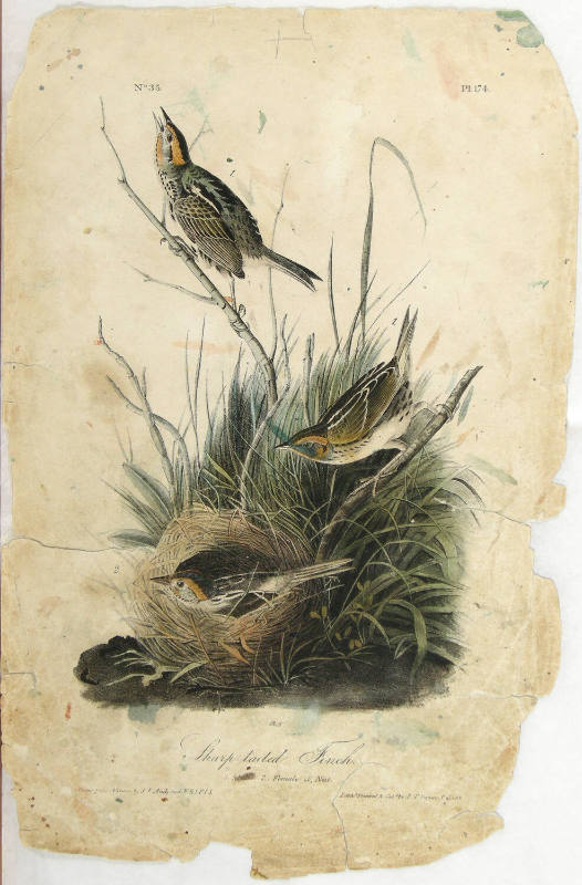Sharp-tailed Finch