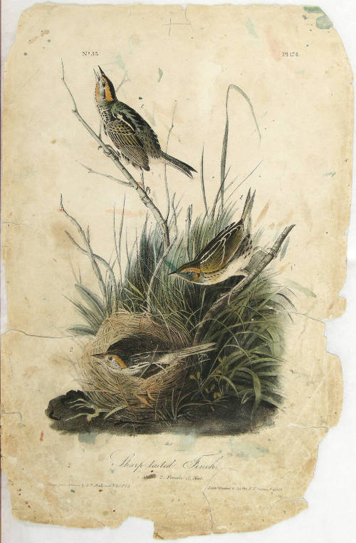 Sharp-tailed Finch
