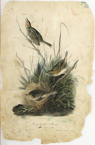 Sharp-tailed Finch