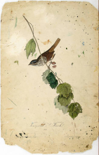 Townsend's Finch