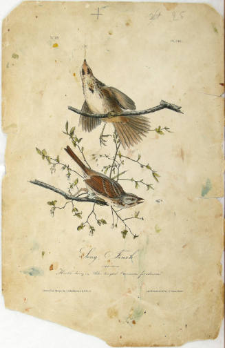 Song Finch