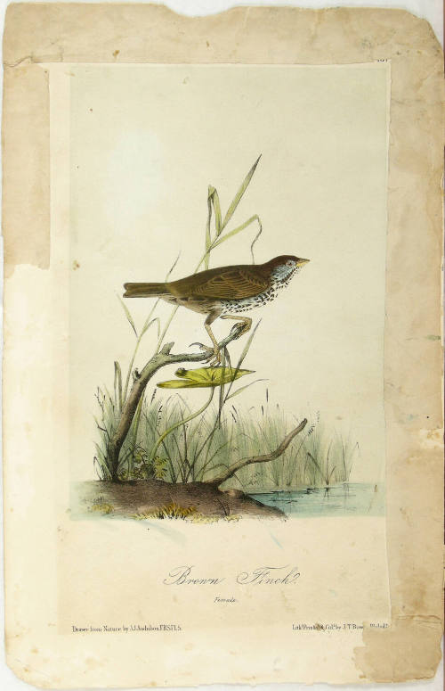 Brown Finch