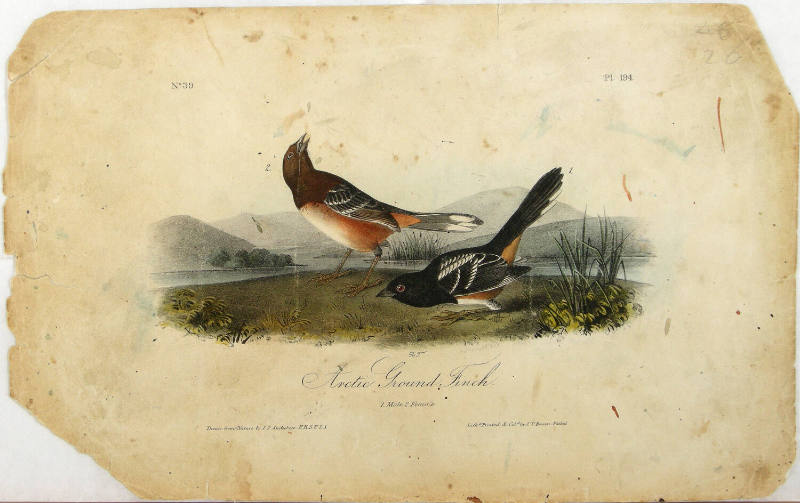 Arctic Ground Finch