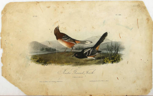 Arctic Ground Finch