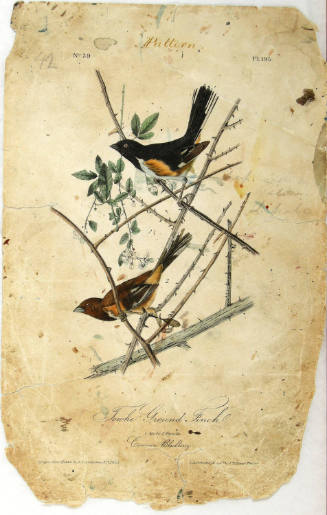 Towhe Ground Finch