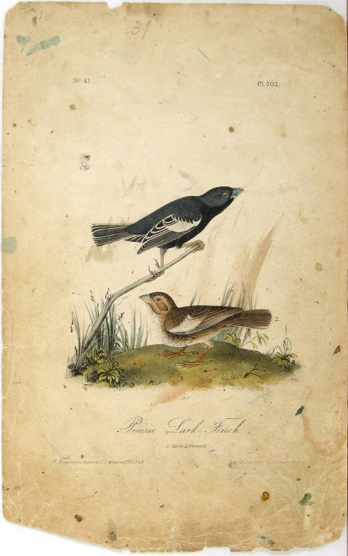 Prairie Lark-Finch
