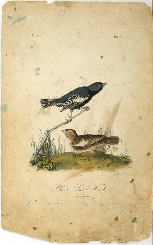 Prairie Lark-Finch