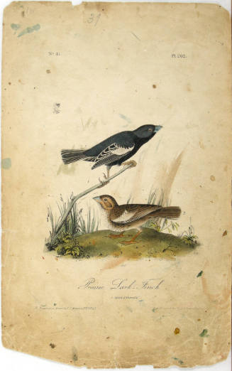 Prairie Lark-Finch