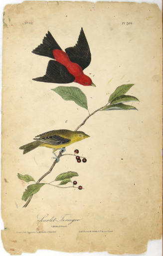 Scarlet Tanager