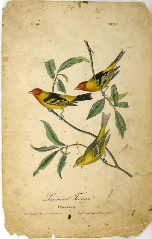 Louisiana Tanager