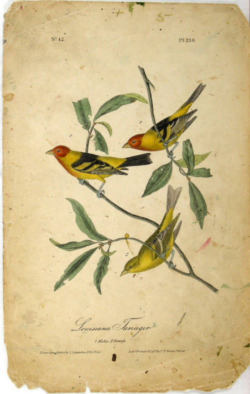 Louisiana Tanager